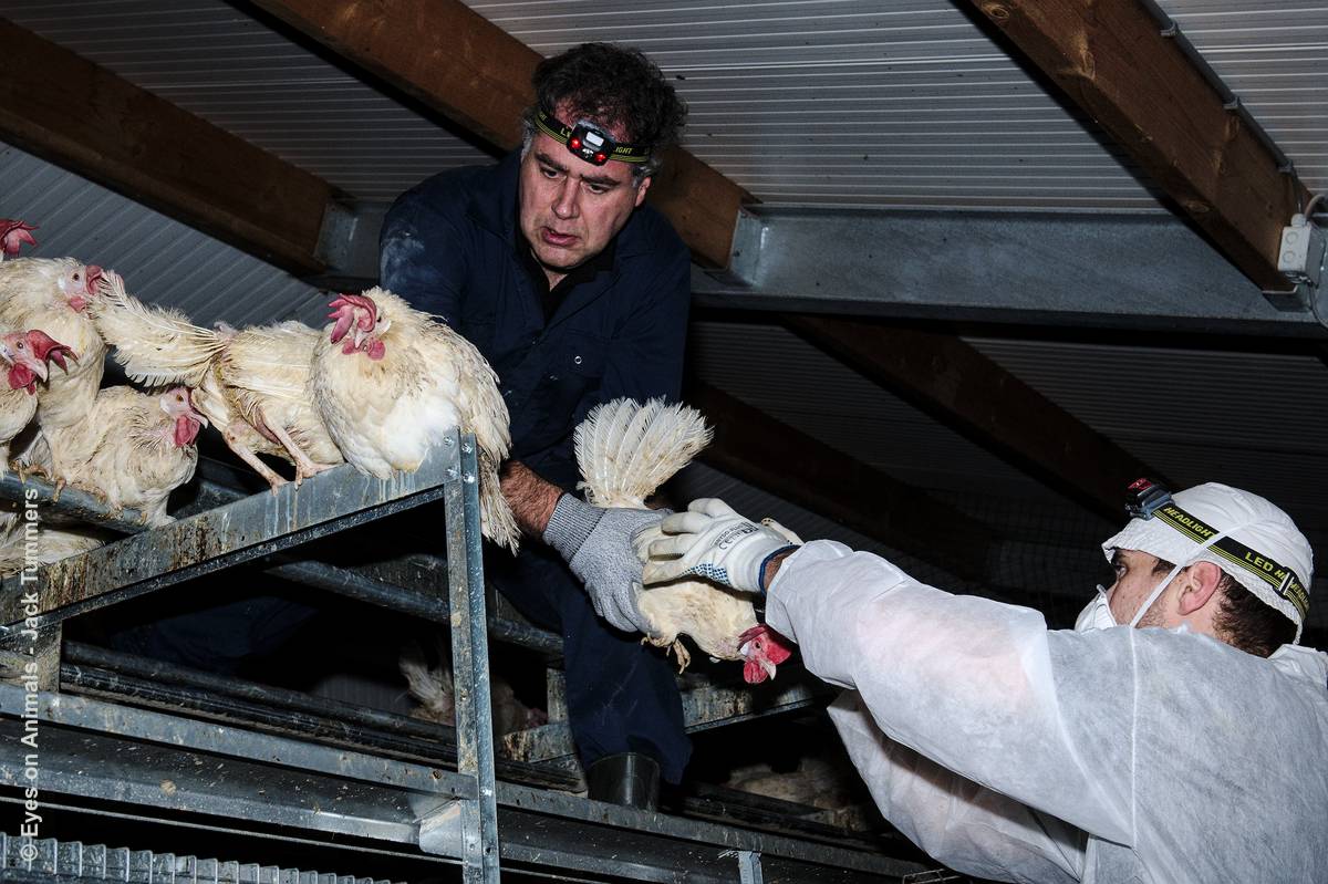 11,000 Kipster chickens caught in the EonA Dutch way