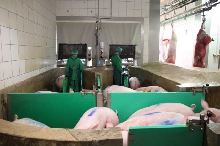 Grossfurtner Pig Slaughterhouse Austria Major Improvements